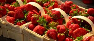 Strawberry Wine Recipe