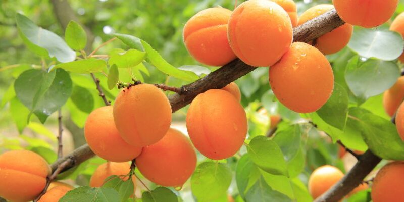 Apricot White Grape Wine
