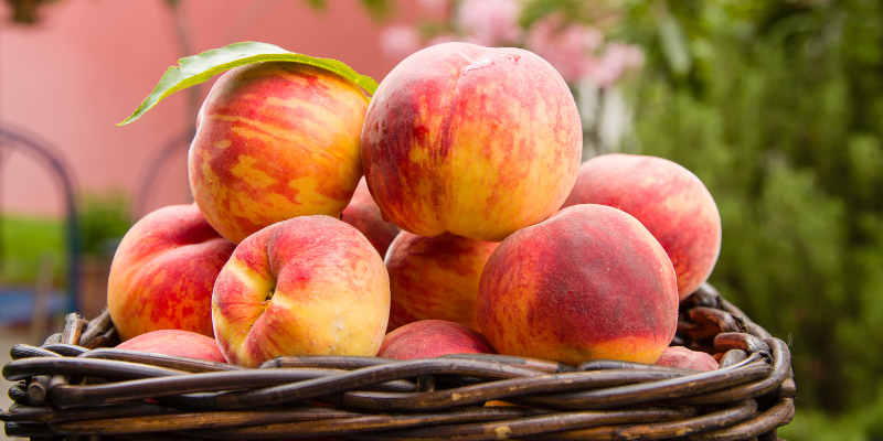 White Grape Peach Wine